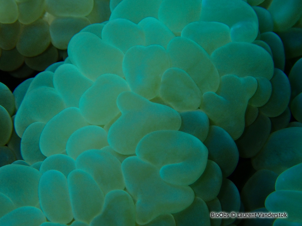 Corail à bulles - Physogyra lichtensteini - Brigitte Fournier - BioObs