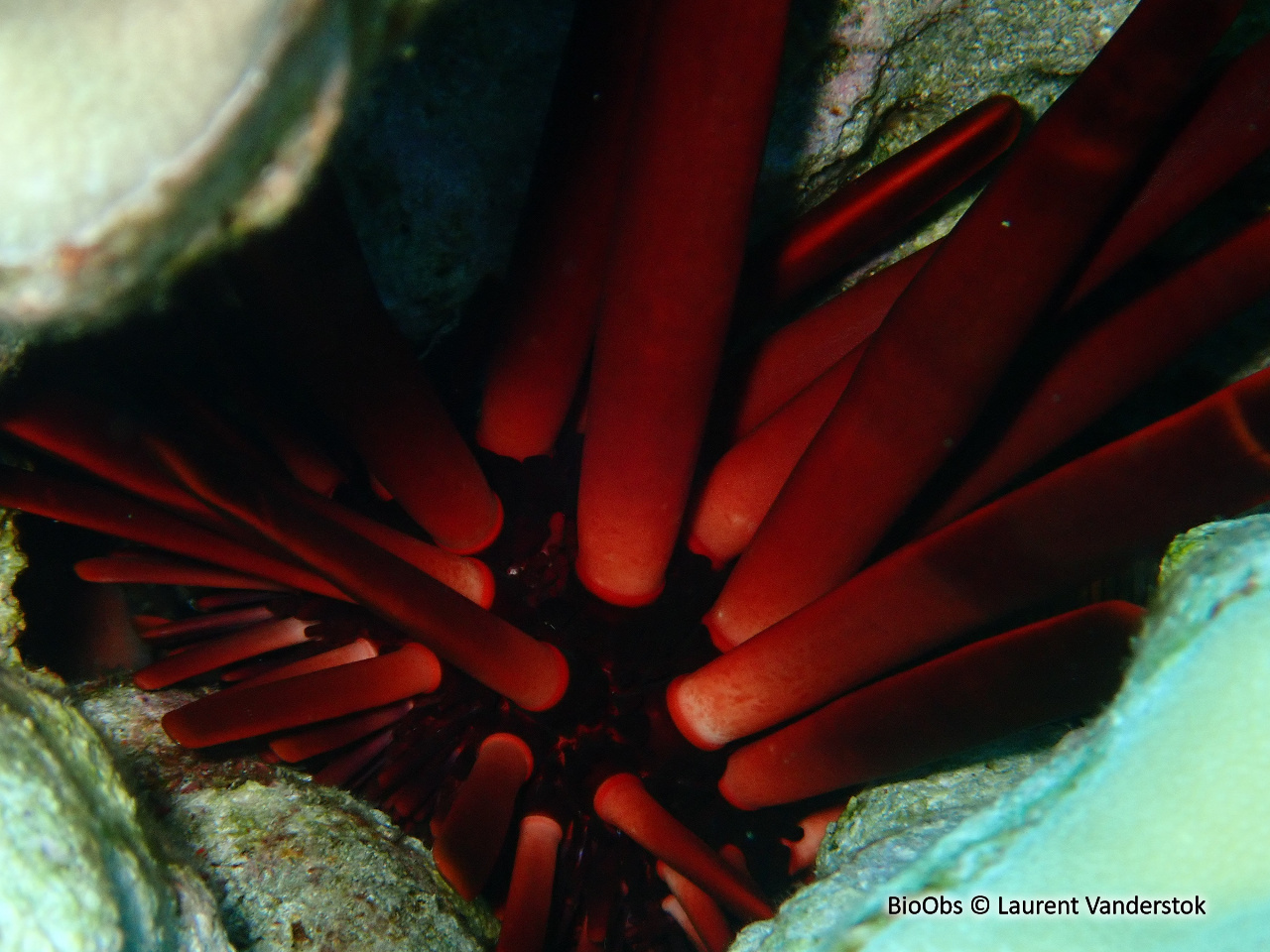 Oursin-crayon - Heterocentrotus mamillatus - Brigitte Fournier - BioObs
