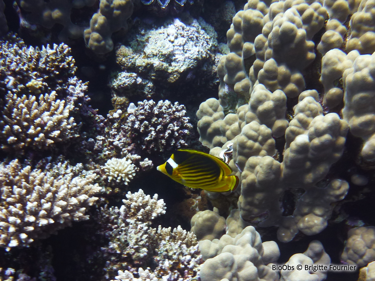Poisson raton laveur de mer rouge - Chaetodon fasciatus - Brigitte Fournier - BioObs