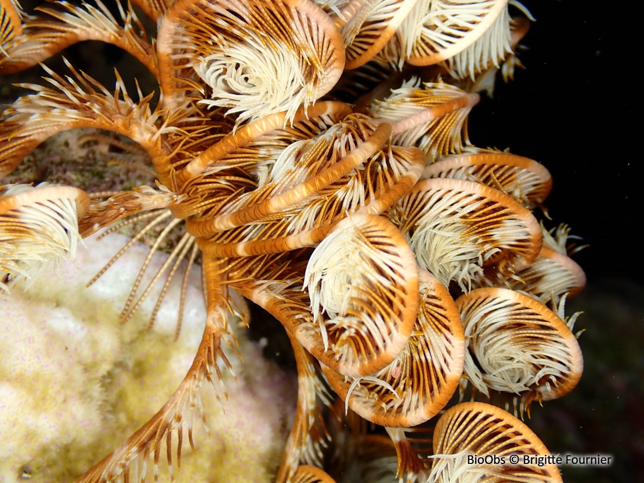 Comatule de l'Indo-Pacifique - Stephanometra indica - Brigitte Fournier - BioObs