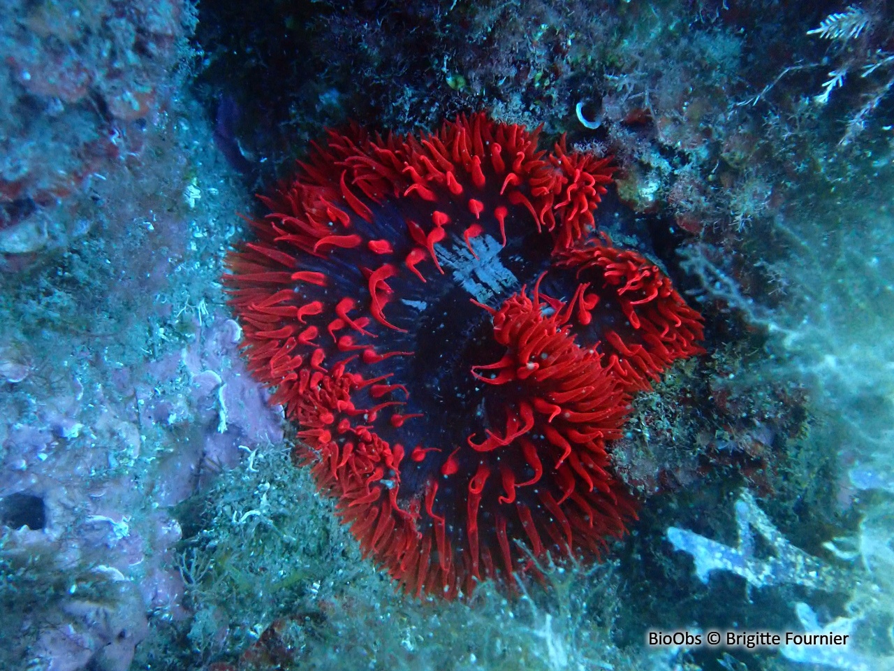 Anémone solaire - Cereus pedunculatus - Brigitte Fournier - BioObs