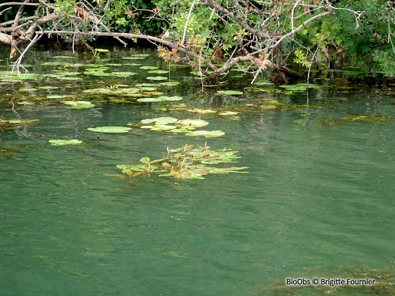 Potamot nageant - Potamogeton natans - Brigitte Fournier - BioObs