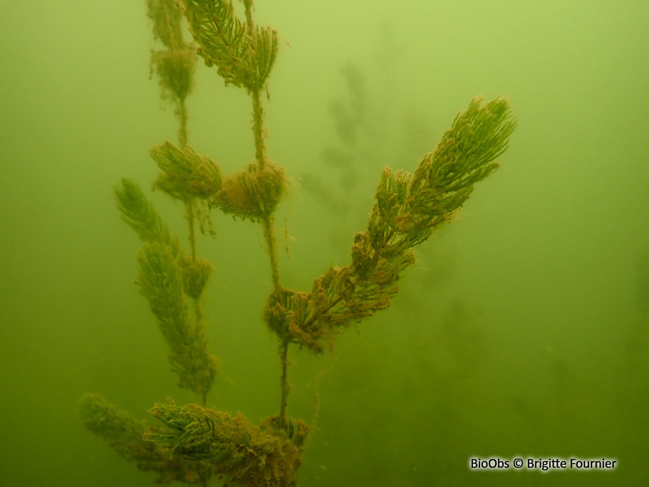 Cornifle - Ceratophyllum demersum - Brigitte Fournier - BioObs
