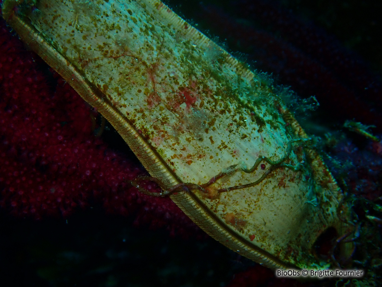 Grande roussette ponte - Scyliorhinus - Brigitte Fournier - BioObs