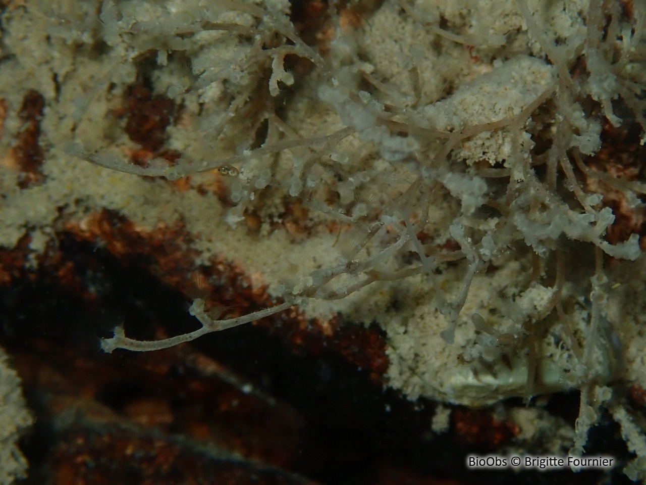 Frédéricelle sultane - Fredericella sultana - Brigitte Fournier - BioObs