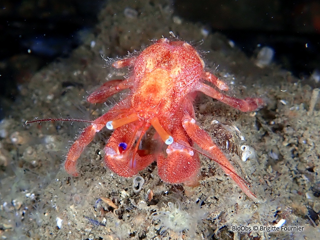 Piade - Paguristes eremita - Brigitte Fournier - BioObs