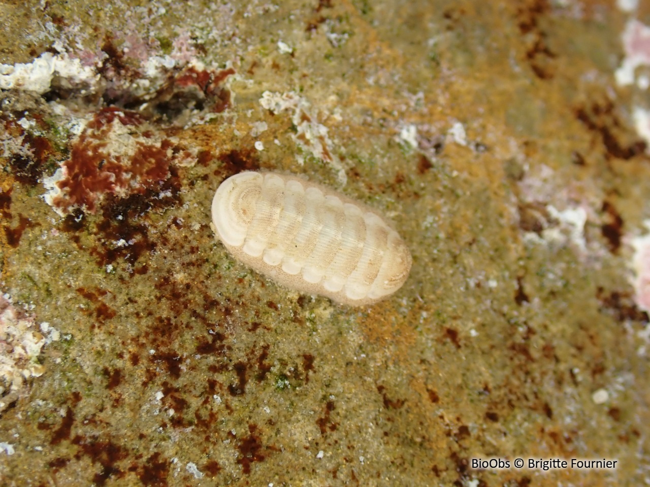 Chiton écailleux - Lepidopleurus cajetanus - Brigitte Fournier - BioObs