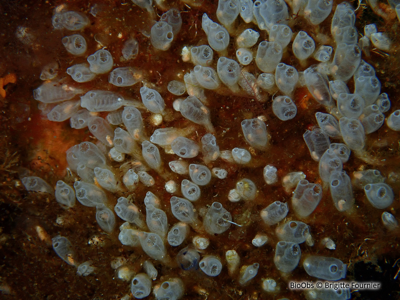 Claveline naine de l'Atlantique - Pycnoclavella atlantica - Brigitte Fournier - BioObs