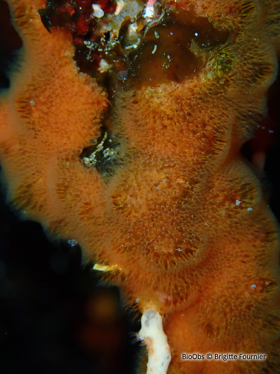 Cellépore pierreuse orange - Cellepora pumicosa - Brigitte Fournier - BioObs