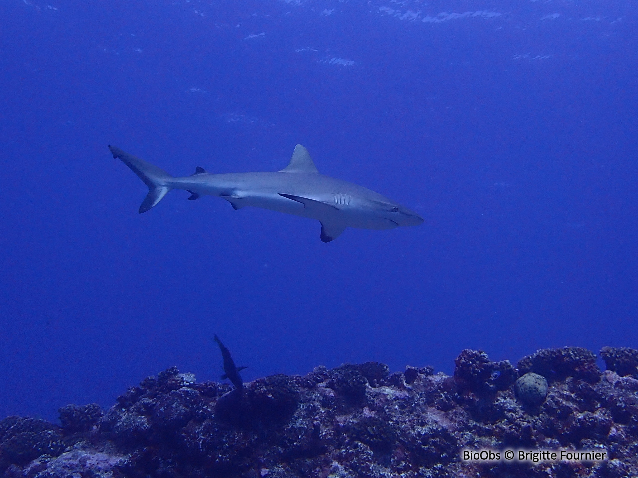 Requin gris de récif - Carcharhinus amblyrhynchos - Brigitte Fournier - BioObs