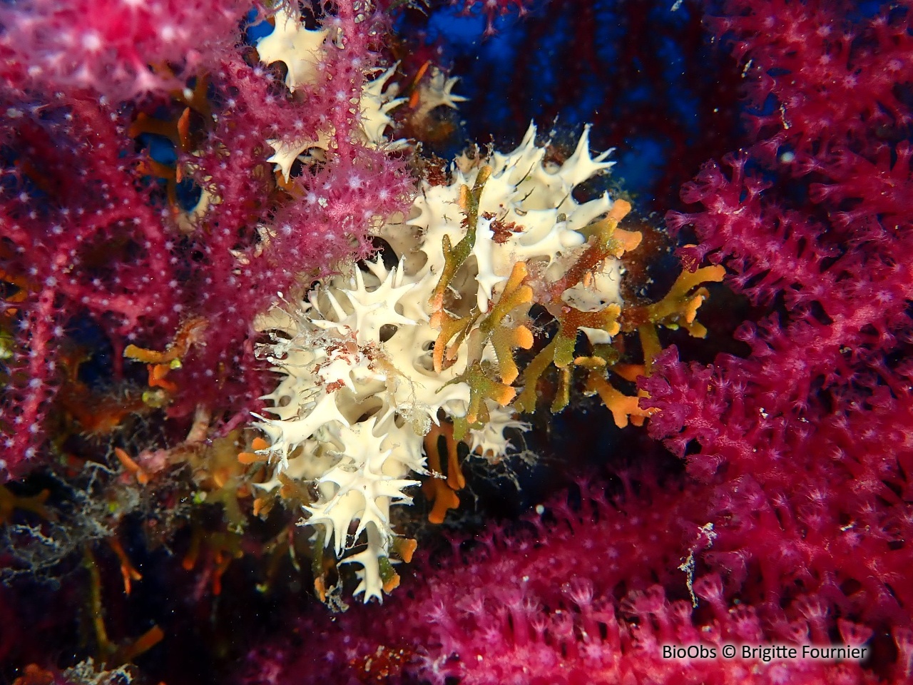 Eponge blanche épineuse - Pleraplysilla spinifera - Brigitte Fournier - BioObs