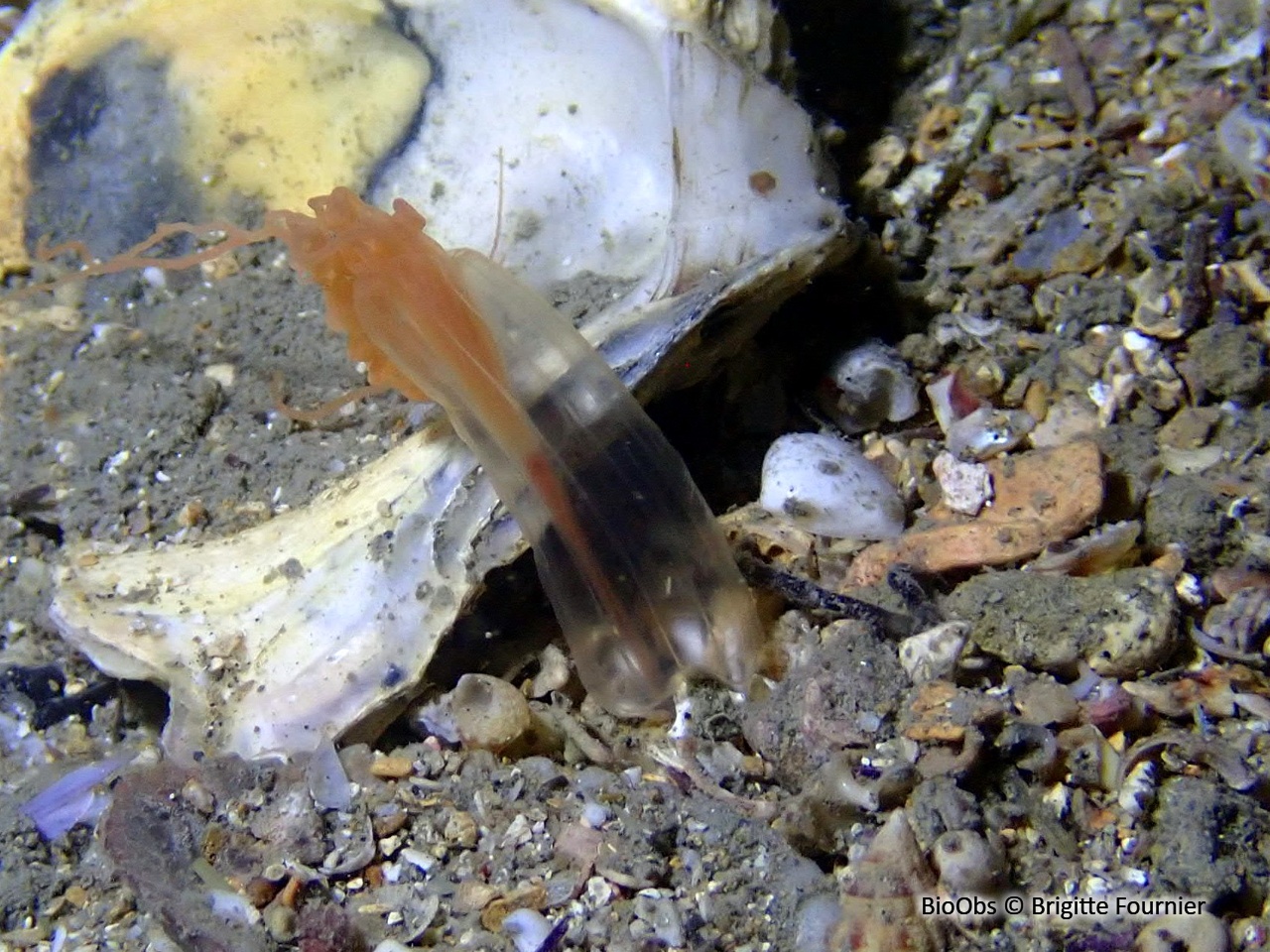 Halcampoïde - Halcampoides purpureus - Brigitte Fournier - BioObs