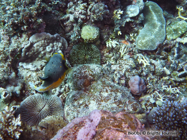 Corail-champignon hirsute - Danafungia horrida - Brigitte Fournier - BioObs