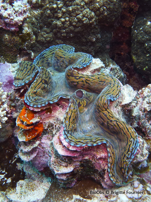 Grand bénitier gaufré - Tridacna squamosa - Brigitte Fournier - BioObs