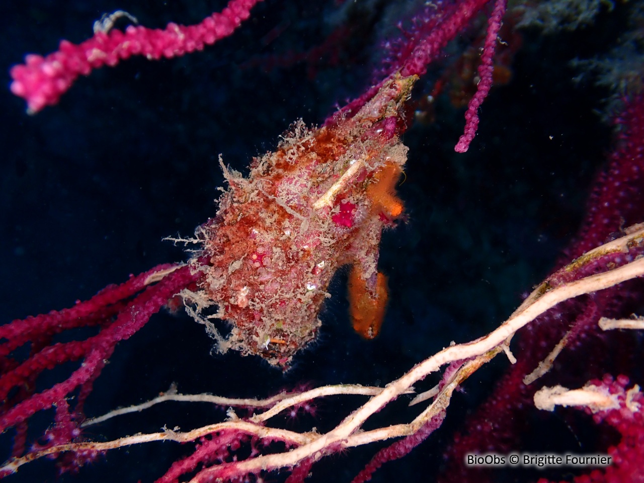 Avicule hirondelle - Pteria hirundo - Brigitte Fournier - BioObs