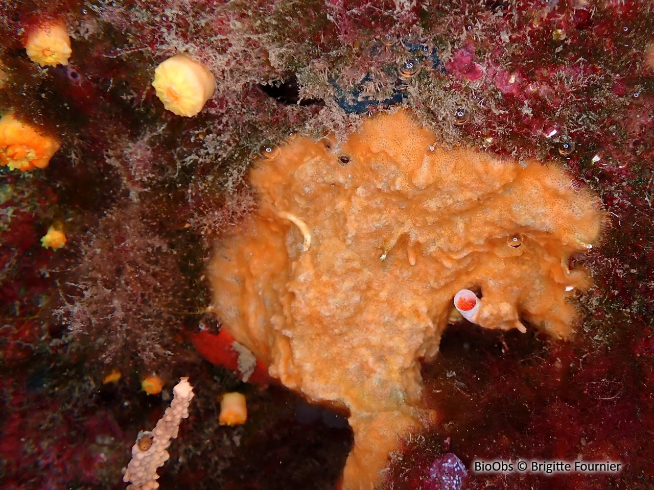 Parasmittine de Rouville - Parasmittina rouvillei - Brigitte Fournier - BioObs