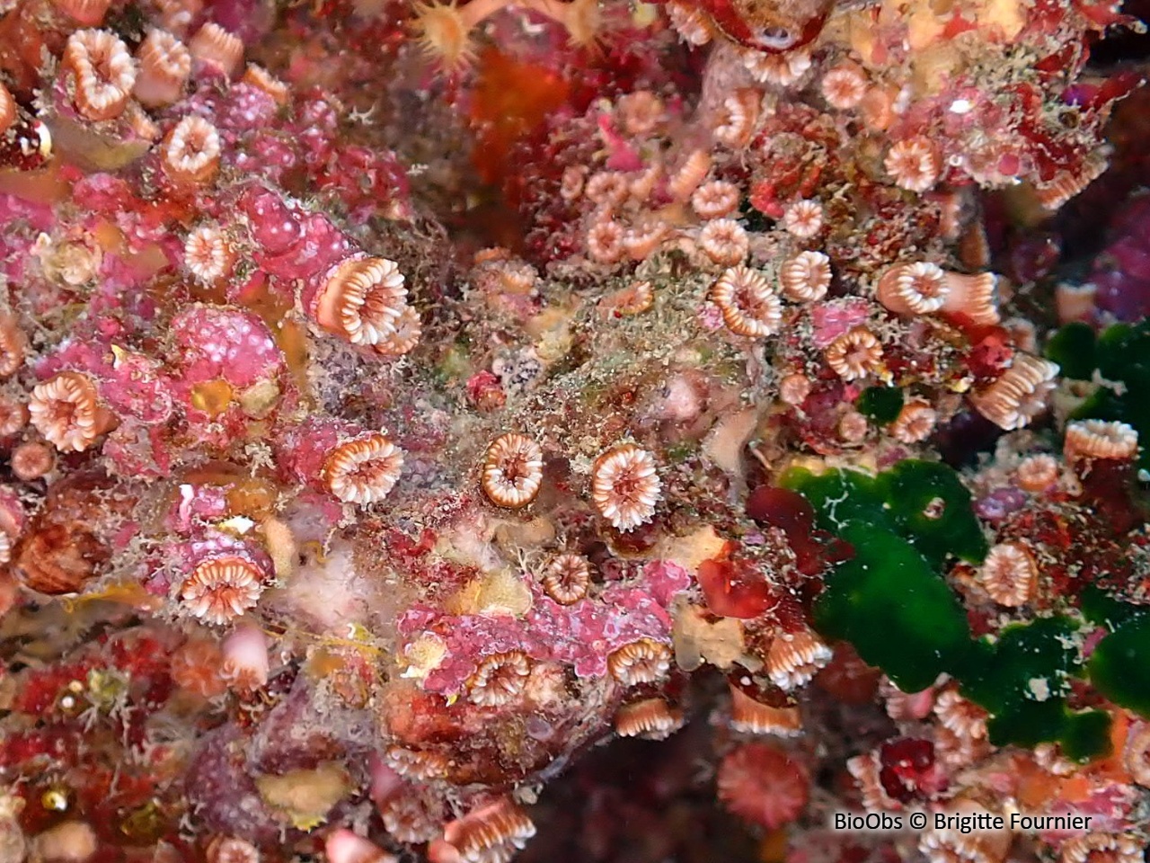 Madrépore coupe - Polycyathus muellerae - Brigitte Fournier - BioObs