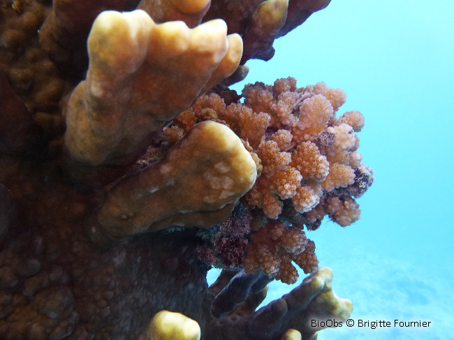 Corail framboise - Pocillopora verrucosa - Brigitte Fournier - BioObs
