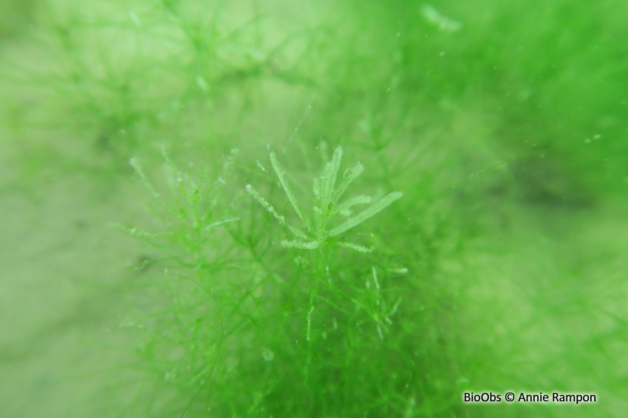 Vorticellidés (genre) - Vorticellidae - Annie Rampon - BioObs