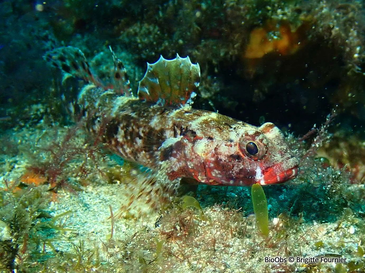Gobie à bouche rouge - Gobius cruentatus - Brigitte Fournier - BioObs