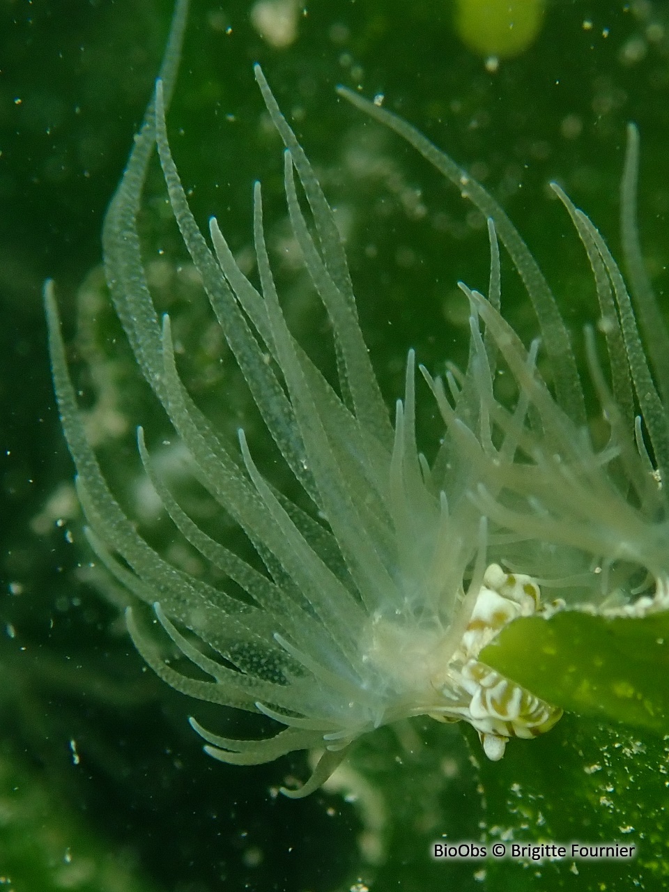 Anémone naine verruqueuse de Méditerranée - Bunodeopsis strumosa - Brigitte Fournier - BioObs