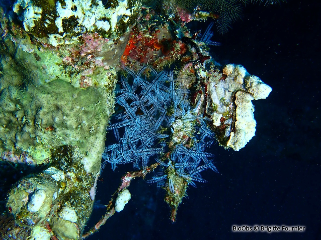 Hydraire buisson ardent - Macrorhynchia philippina - Brigitte Fournier - BioObs
