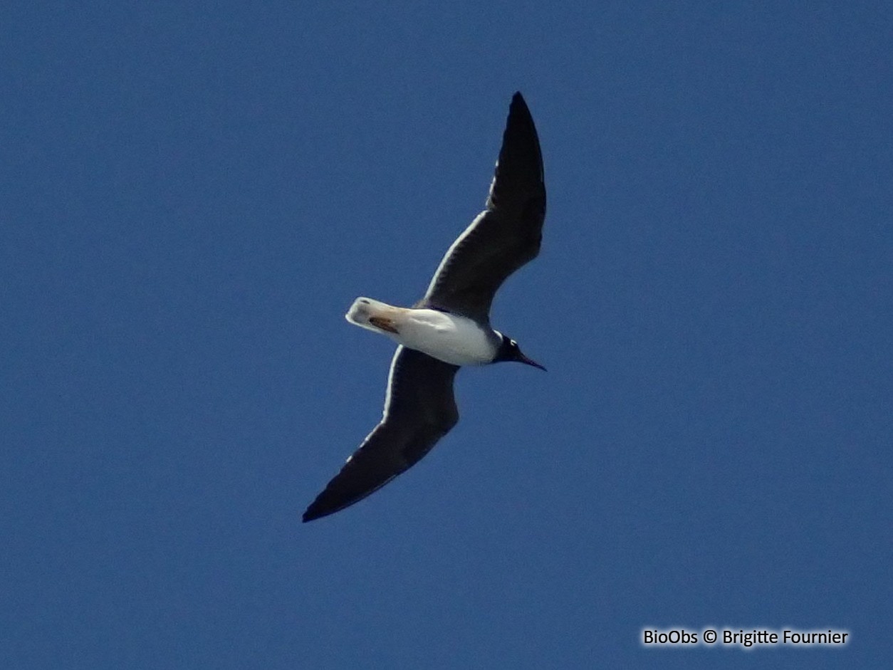 Goéland à iris blanc - Ichthyaetus leucophthalmus - Brigitte Fournier - BioObs