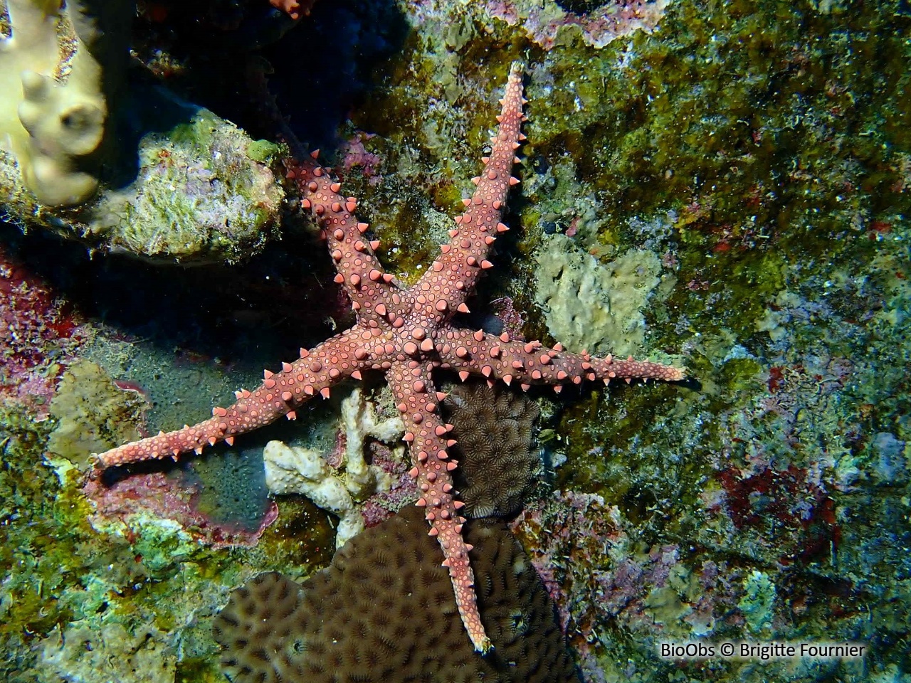 Etoile égyptienne - Gomophia egyptiaca - Brigitte Fournier - BioObs