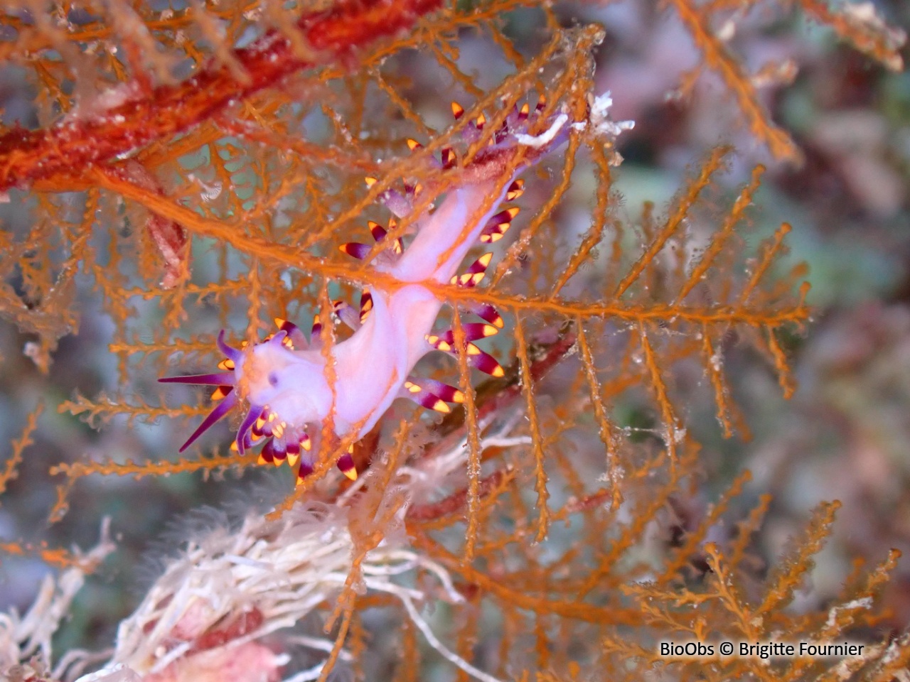 Cuthona du Siboga - Trinchesia sibogae - Brigitte Fournier - BioObs