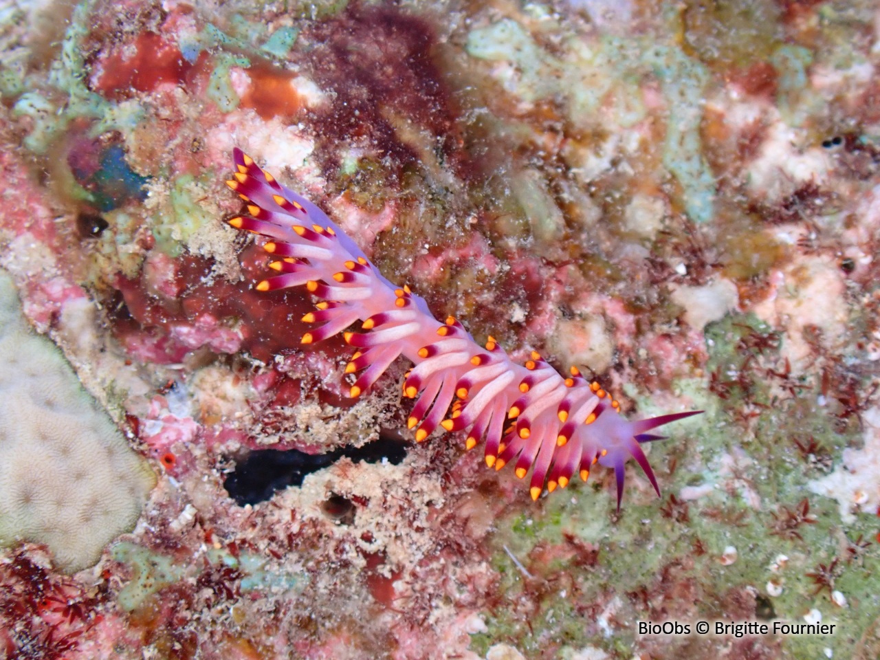 Cuthona du Siboga - Trinchesia sibogae - Brigitte Fournier - BioObs