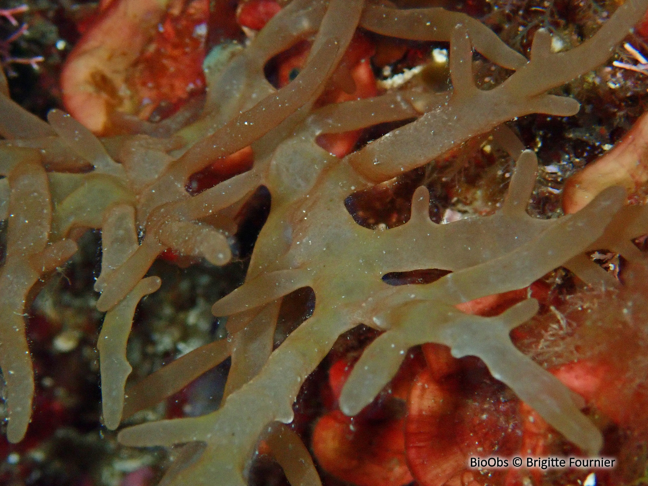 Algue branchue cartilagineuse - Chrysymenia ventricosa - Brigitte Fournier - BioObs