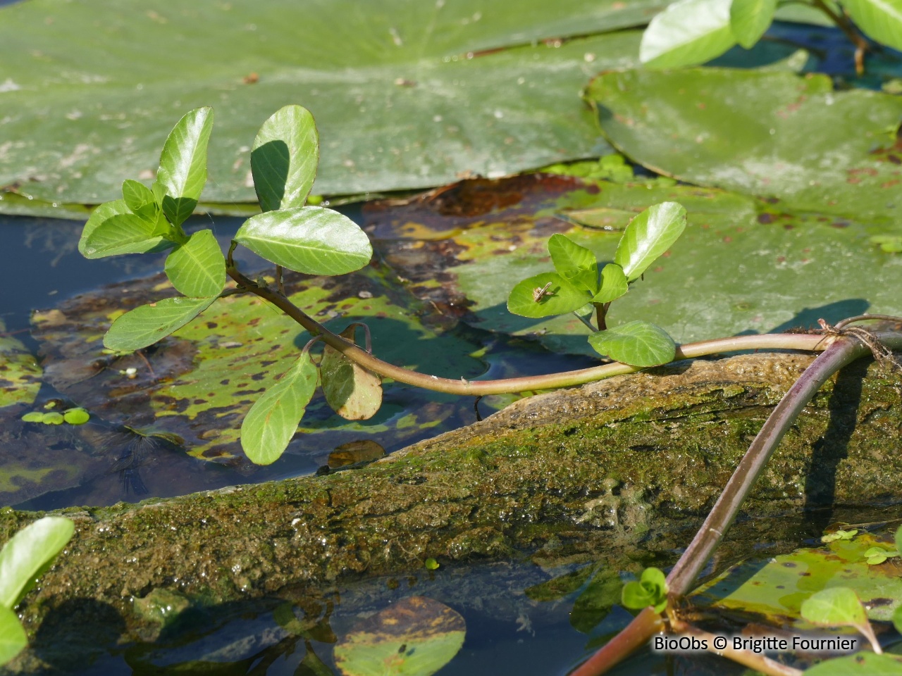 Jussie à grandes fleurs - Ludwigia grandiflora - Brigitte Fournier - BioObs