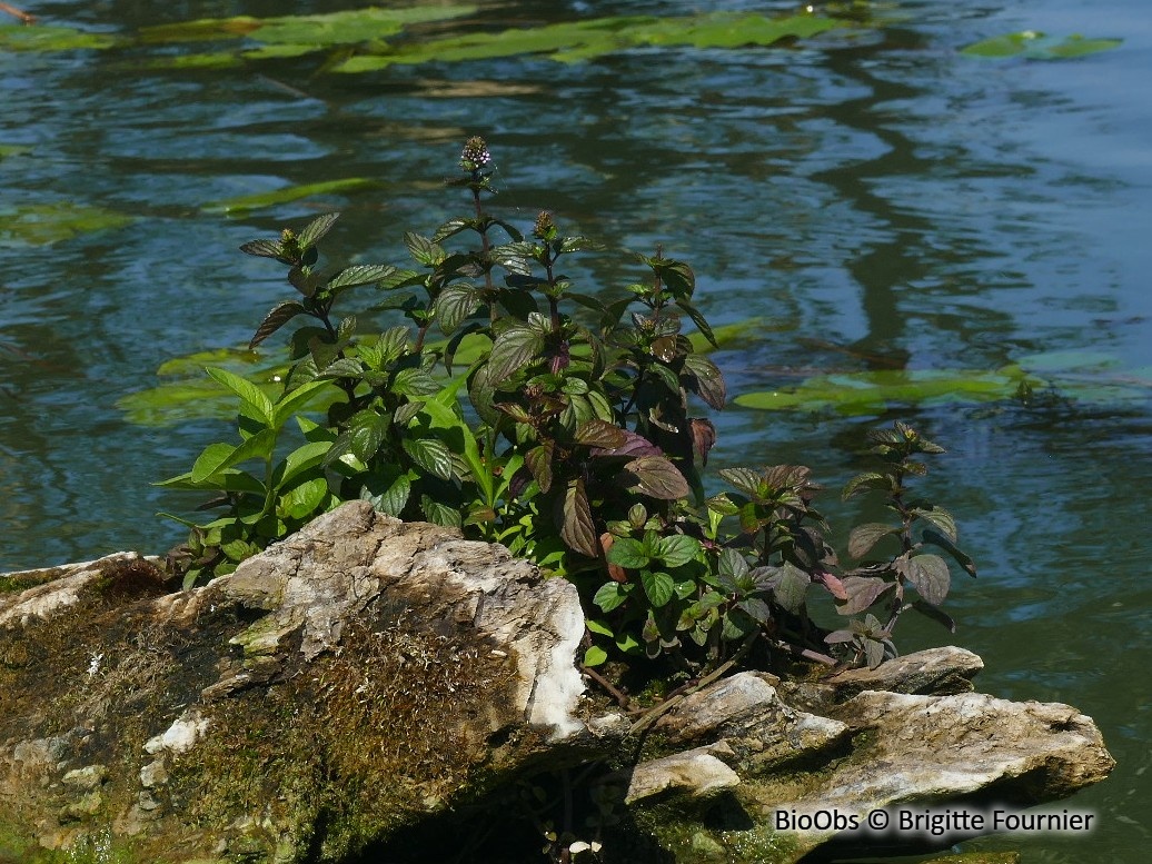 Menthe aquatique - Mentha aquatica - Brigitte Fournier - BioObs