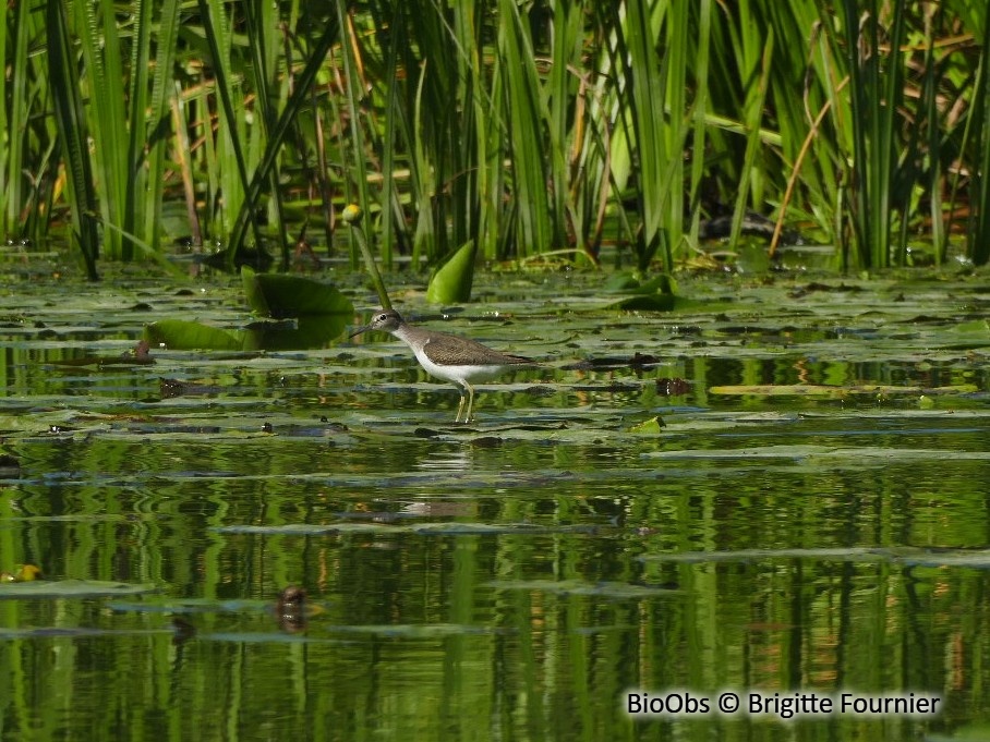 Chevalier guignette - Actitis hypoleucos - Brigitte Fournier - BioObs