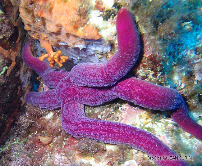 Etoile de mer violette - Ophidiaster ophidianus - Brigitte Fournier - BioObs