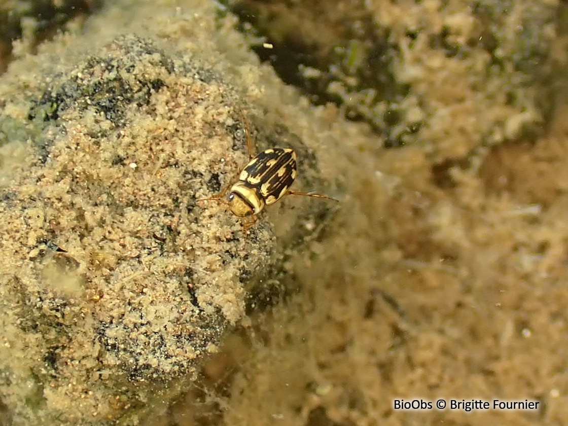 Dytique élégant - Nebrioporus elegans - Brigitte Fournier - BioObs