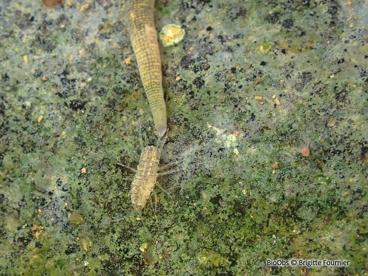 Aselle - Asellus Asellus aquaticus - Brigitte Fournier - BioObs