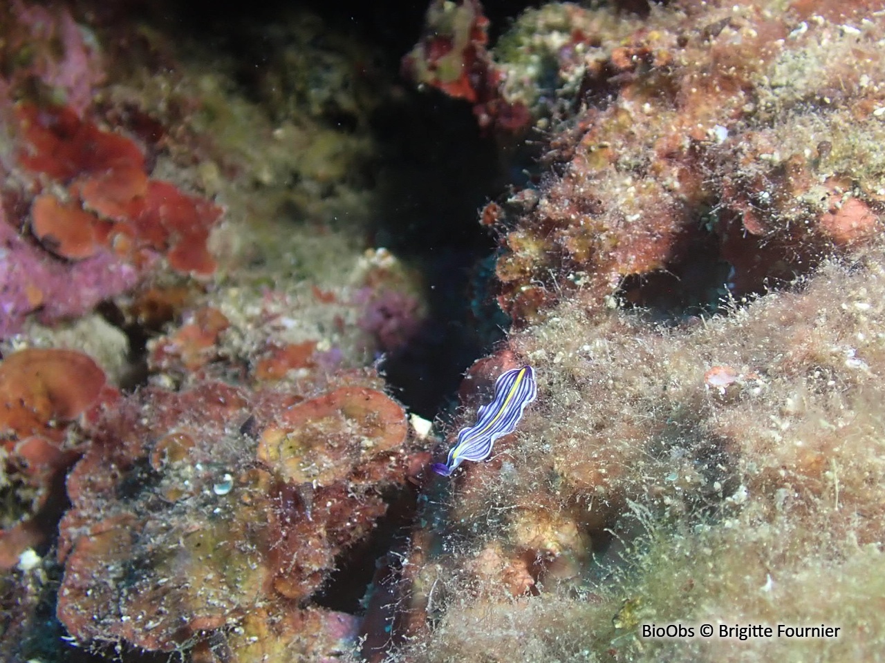 Ver plat bleu de Méditerranée - Prostheceraeus giesbrechtii - Brigitte Fournier - BioObs