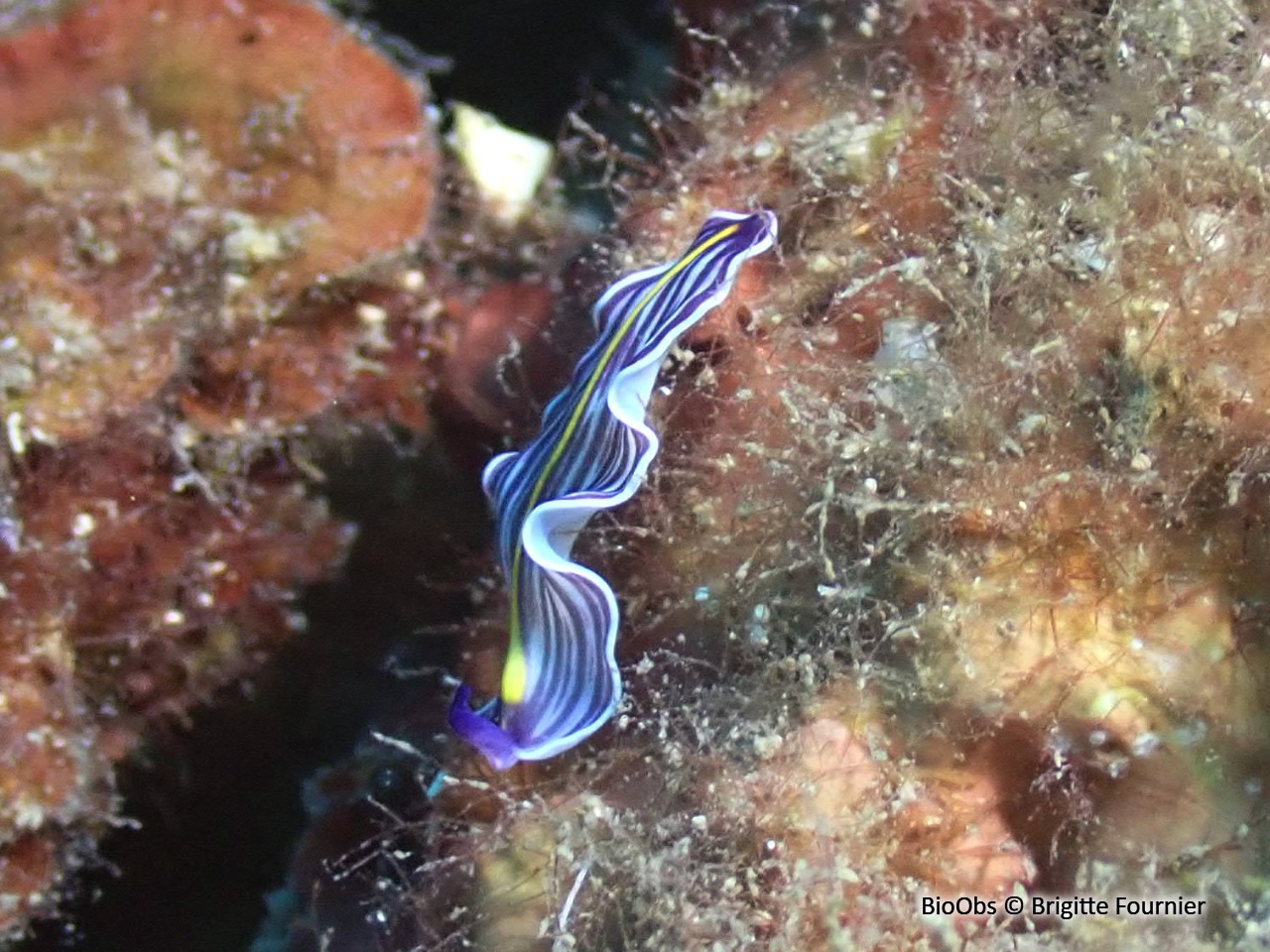 Ver plat bleu de Méditerranée - Prostheceraeus giesbrechtii - Brigitte Fournier - BioObs