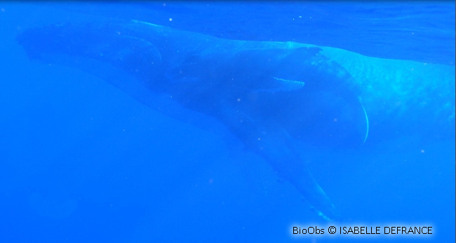 Baleine à bosse - Megaptera novaeangliae - Brigitte Fournier - BioObs