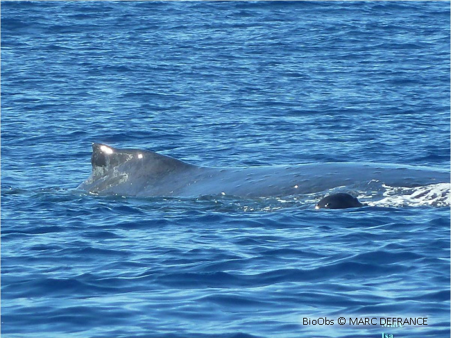 Baleine à bosse - Megaptera novaeangliae - Brigitte Fournier - BioObs