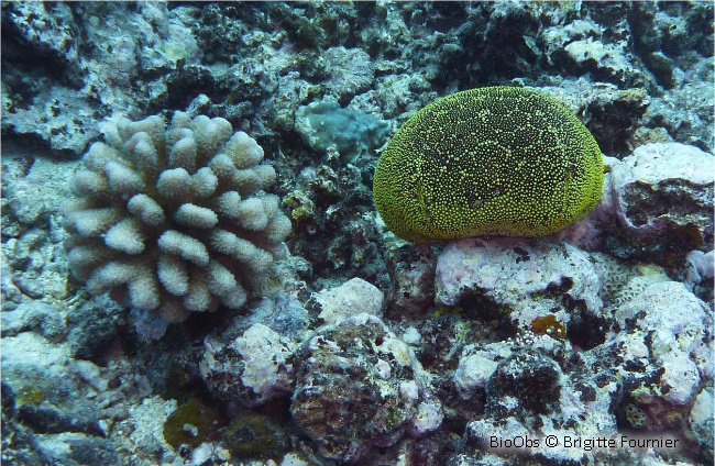 Pocillopore corne d'élan - Pocillopora grandis - Brigitte Fournier - BioObs