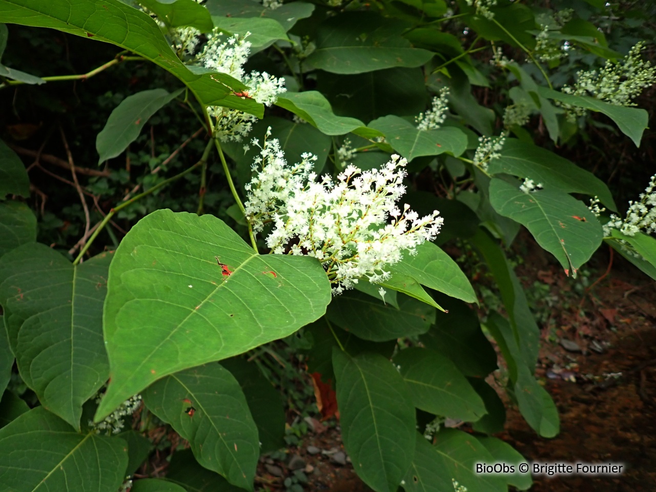 Renouée du Japon - Reynoutria japonica - Brigitte Fournier - BioObs