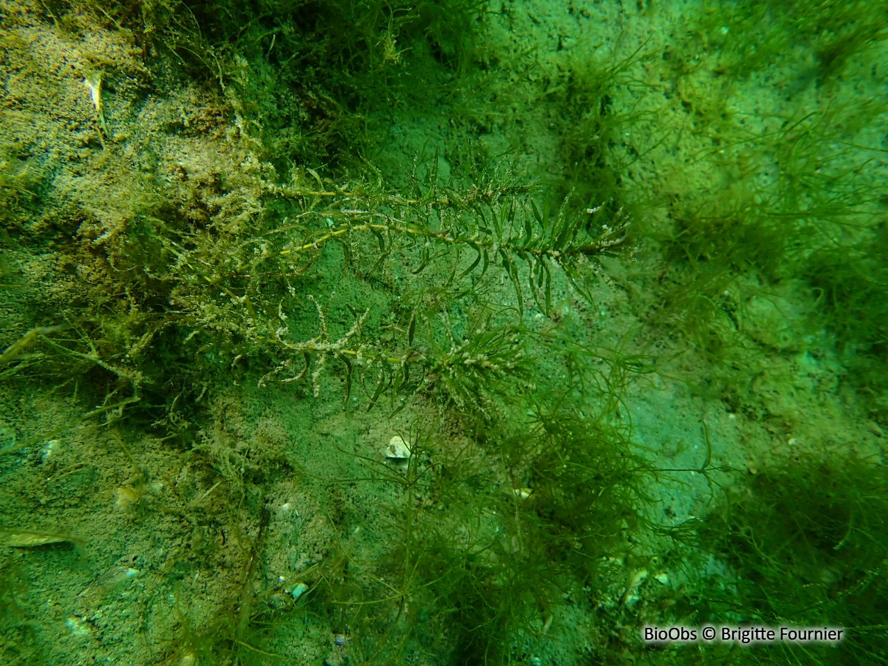 Élodée à feuilles étroites - Elodea nuttallii - Brigitte Fournier - BioObs