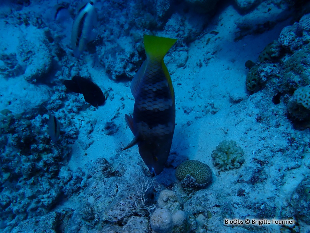 Perroquet rouillé - Scarus ferrugineus - Brigitte Fournier - BioObs