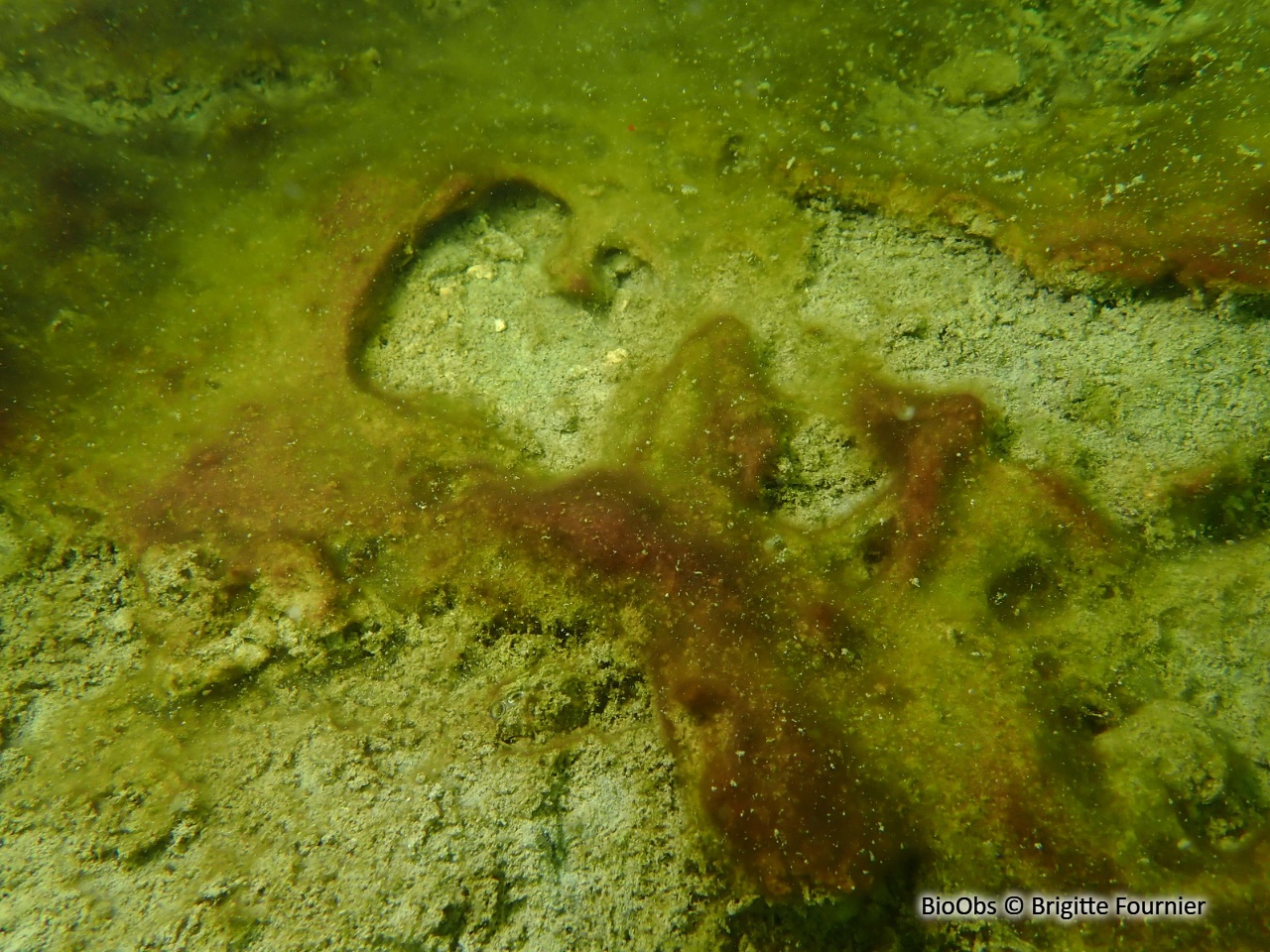 Cyanobactérie de Martens - Lyngbya martensiana - Brigitte Fournier - BioObs