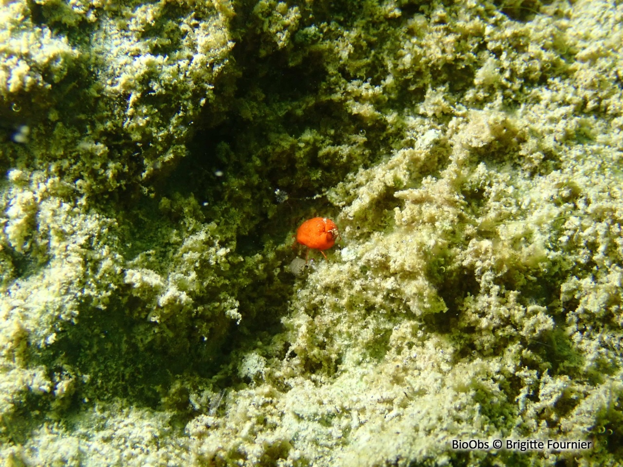 Hydracariens - Hydrachnidae - Brigitte Fournier - BioObs