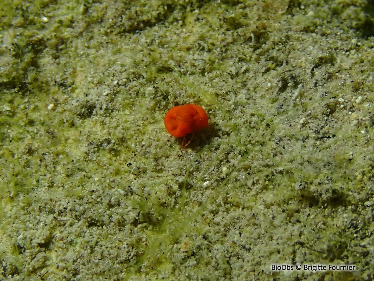 Hydracariens - Hydrachnidae - Brigitte Fournier - BioObs