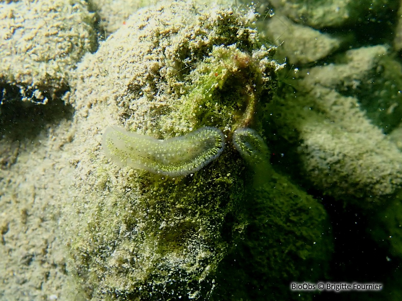 Cristatelle - Cristatella mucedo - Brigitte Fournier - BioObs