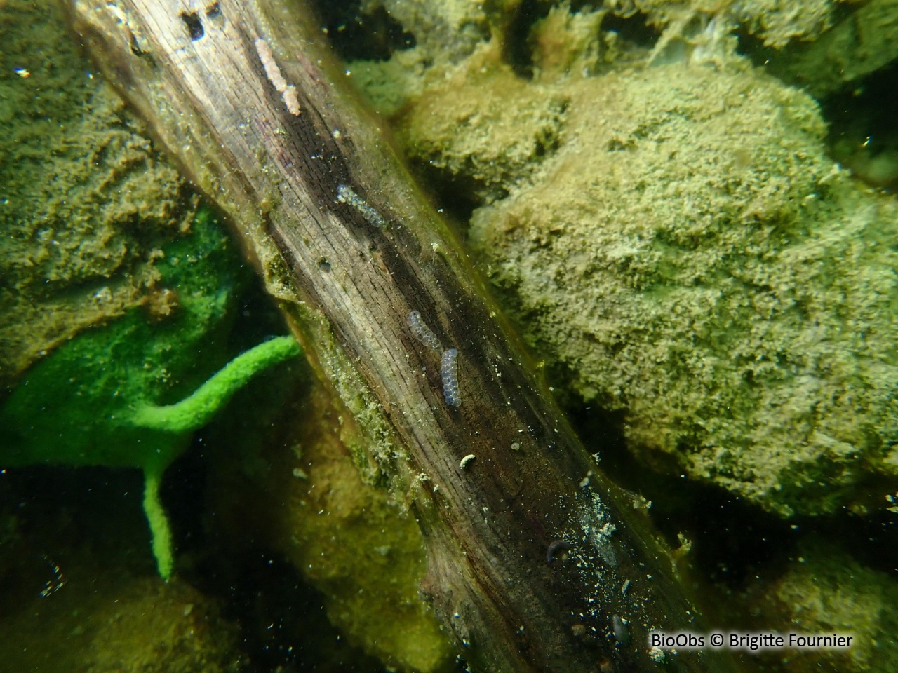 Bithynie commune ponte - Bithynia - Brigitte Fournier - BioObs